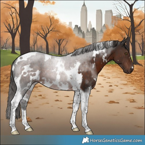 Horse Color:White Spotted Liver Chestnut Tobiano 