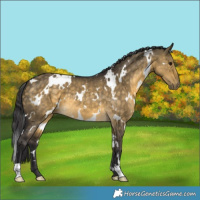 Horse Color:White Spotted Buckskin Dun 