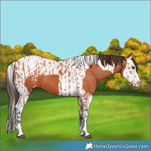 Horse Color:Bay Splash Tobiano Appaloosa  and Bay Splash Tobiano Appaloosa 