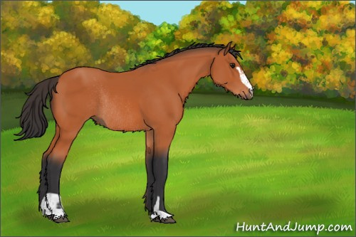 Horse Color:Bay Sabino Rabicano 