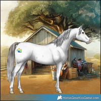 Horse Color:Blue Roan Snowcap 