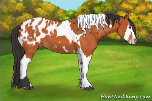 Horse Color:Bay Splash Tobiano Appaloosa  and Bay Splash Tobiano Appaloosa 