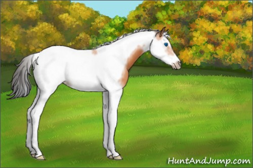 Horse Color:Bay Splash Tobiano Frame