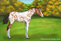 Horse Color:Bay Splash Tobiano Appaloosa and Bay Splash Tobiano Appaloosa