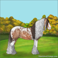Horse Color:Bay Splash Tobiano Appaloosa and Amber Champagne Splash Tobiano Appaloosa