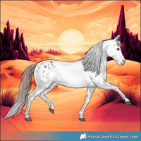 Horse Color:Bay Splash Tobiano Appaloosa  and Bay Splash Tobiano Appaloosa 