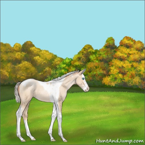 Horse Color:Silver Sable Cream Champagne Pearl Splash Tobiano Appaloosa 
