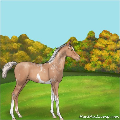 Horse Color:Silver Classic Champagne Sabino Tobiano Appaloosa 