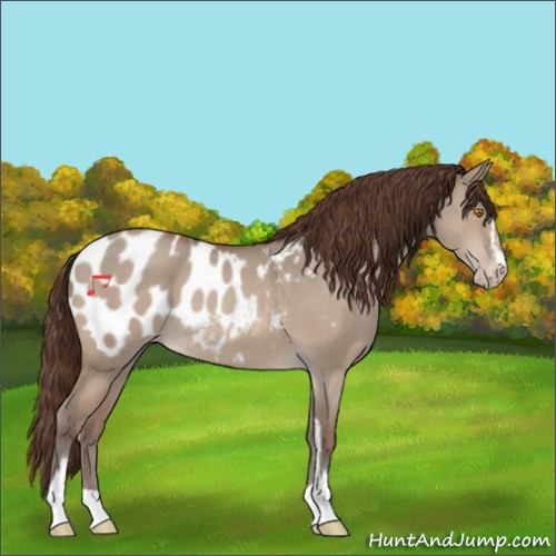 Horse Color:Unknown 