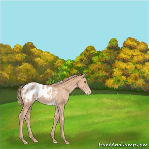 Horse Color:Gold Champagne Appaloosa 
