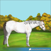 Horse Color:White Spotted Bay 
