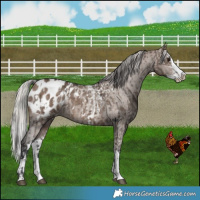Horse Color:Brown Dun Sabino Splash Blanket  and Silver Brown Dun Sabino Splash Blanket 
