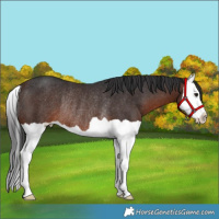 Horse Color:Brown Splash Rabicano