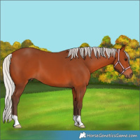 Horse Color:Silver Bay 