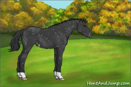 Horse Color:Black Appaloosa 