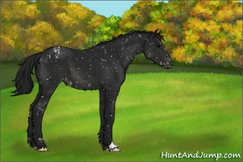 Horse Color:Gray Black Appaloosa 