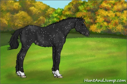 Horse Color:Gray Black Appaloosa 