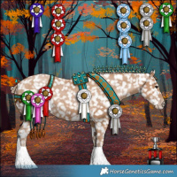 Horse Color:Black Pearl Appaloosa