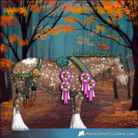 Horse Color:Gray Black Pearl Appaloosa 