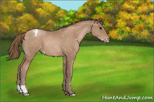 Horse Color:Black Pearl Appaloosa 