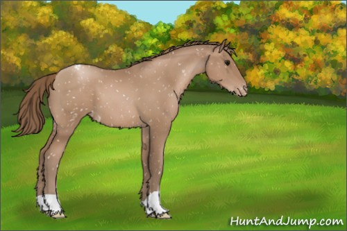 Horse Color:Black Pearl Appaloosa 