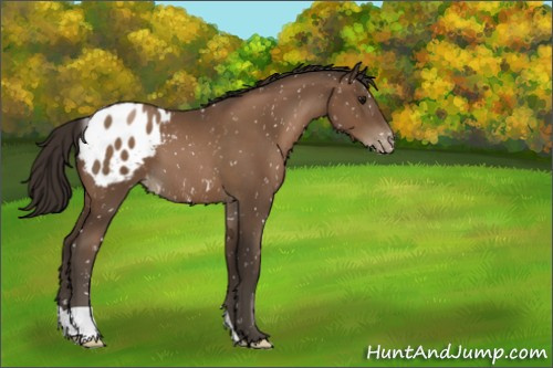 Horse Color:Gray Black Pearl Appaloosa 