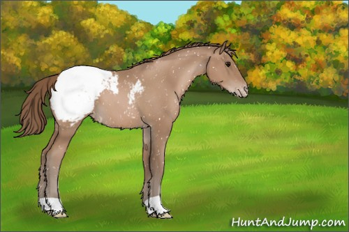 Horse Color:Black Pearl Appaloosa 