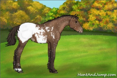 Horse Color:Gray Black Pearl Appaloosa 