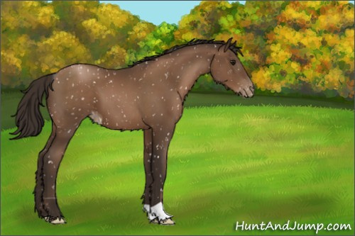 Horse Color:Gray Black Pearl Appaloosa 