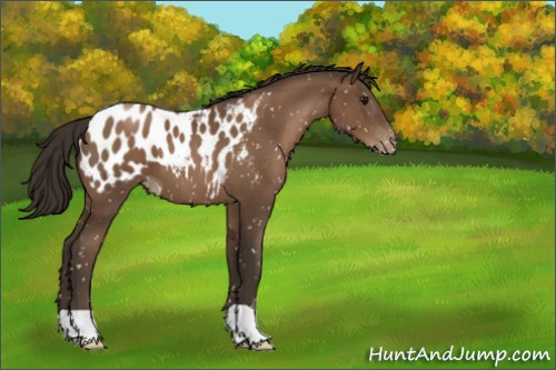 Horse Color:Gray Black Pearl Appaloosa 
