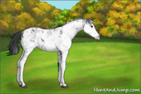 Horse Color:Black Sabino Rabicano