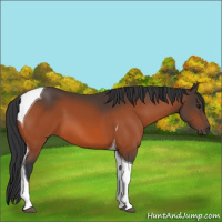 Horse Color:Bay Tobiano 