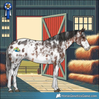 Horse Color:Brown Sabino Appaloosa 