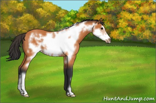 Horse Color:Bay Frame