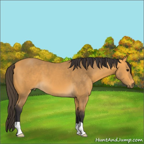 Horse Color:Buckskin 