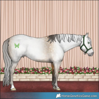 Horse Color:Gray Amber Cream Champagne 