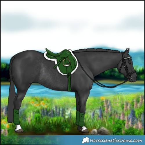 Horse Color:Black Rabicano 