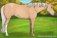 Horse Color:Silver Amber Champagne 