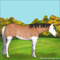 Horse Color:Bay Splash Rabicano