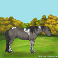 Horse Color:Grullo Tobiano Rabicano Brindle 