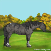 Horse Color:Grullo Tobiano Rabicano Brindle