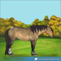 Horse Color:Buckskin Dun Tobiano Rabicano Brindle