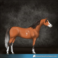 Horse Color:Bay Sabino Splash  and Bay Splash 