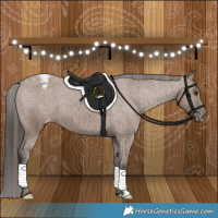 Horse Color:Liver Red Dun Appaloosa Brindle 