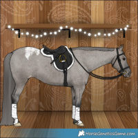 Horse Color:Grullo Appaloosa Brindle 