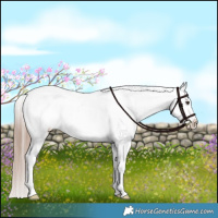 Horse Color:Liver Red Dun Appaloosa Brindle 