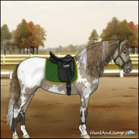 Horse Color:White Spotted Smoky Grullo Appaloosa