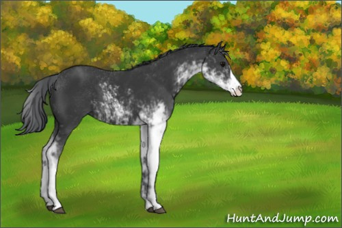 Horse Color:Black Sabino