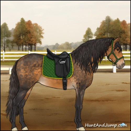 Horse Color:Buckskin 