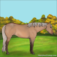 Horse Color:Silver Brown Dun 